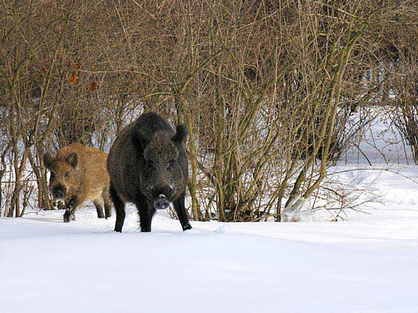  Image name: 61 Cinghiale.jpg 
 width: 600 pixel 
 height: 450 pixel 
 Size: 60356 bytes 
 Click to enlarge 